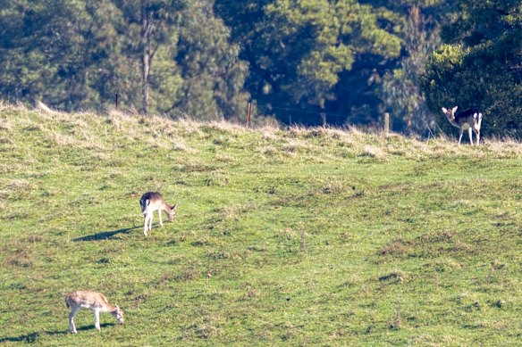 Deer grazing near Leppitt's property. 