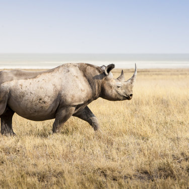 A thousand rhinos are killed each year for their horns, which are touted as a cure-all for everything from cancer to hangovers.