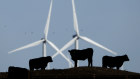 Wind turbines in Kansas. The former president believes they are a cancer risk. 