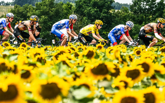 Riders, including Jonas Vingegaard in yellow, pass a sunflower field during the Tour de France last year.