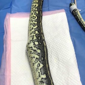 A wild Coastal Carpet Python was brought into a Brisbane vet in March after it had swallowed a tennis ball.