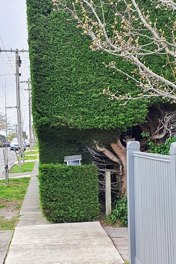 A Surrey Hills hedge encroaching on a footpath in late 2020. 