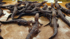 Fund manager Chris Heller toyed with the idea of putting $10 million into an alligator farm. 