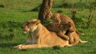 A lioness is seemingly unperturbed by her gambling cubs.