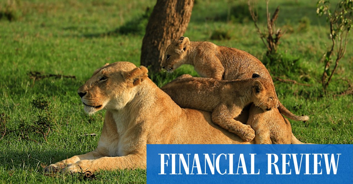 Bench Africa's seven-day Wild Luxury Mara Escape is the stylish way to sea Kenya's wildlife at Mara Expedition Camp, Mara Plains Camp and Mahali Mzuri - Vimarsana News
