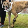 Spike in greyhounds killed and injured at races
