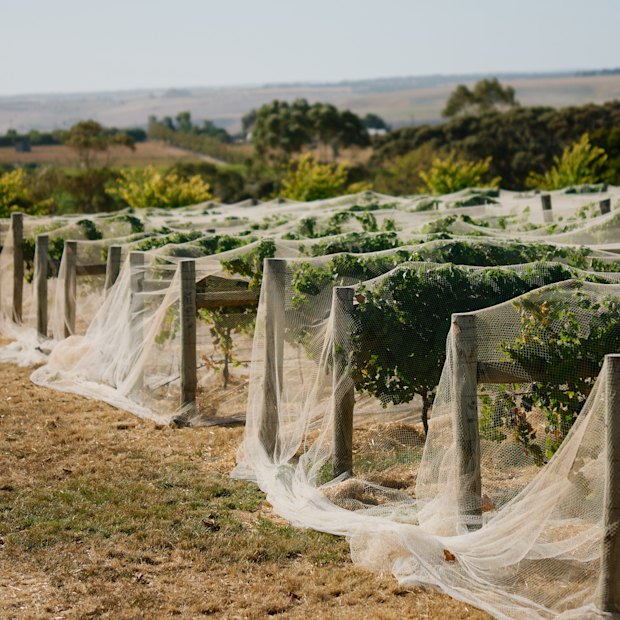 Pinot noir was the standout variety this year at Wine By Farr, in the Geelong region’s Moorabool Valley.