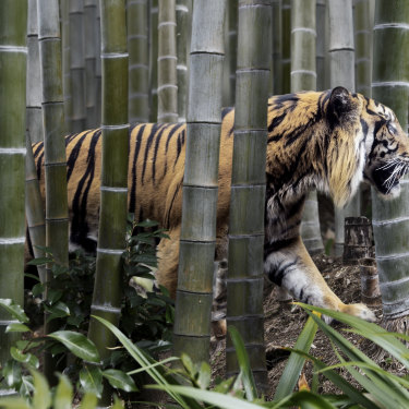 Less than 4000 tigers remain in the wild but at least 100 are still killed each year for the global trade in their parts and skin. 