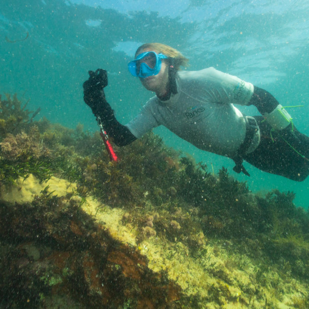 Dowson takes a photo as part of an audit of marine life and habitat.