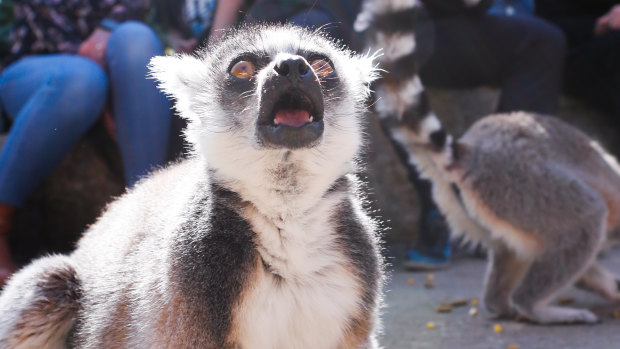 Party animals: Libs hang with lemurs to pledge free zoo entry for kids