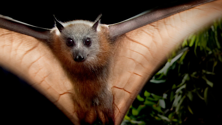 Why bats are one of Australia's most important endangered species