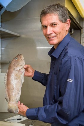 Queensland Museum ichthyologist Jeff Johnson with the Epinephelus fuscomarginatus, a newly described rare species of cod.