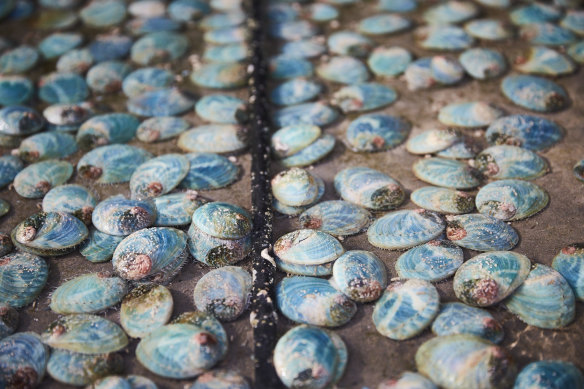 Abalone being grown at a farm in south-west Victoria. 
 