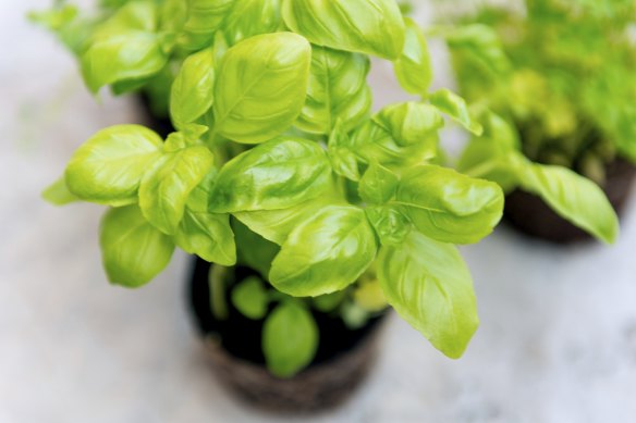 Save some seed from your most vigorous, best-tasting basil plant for next year.