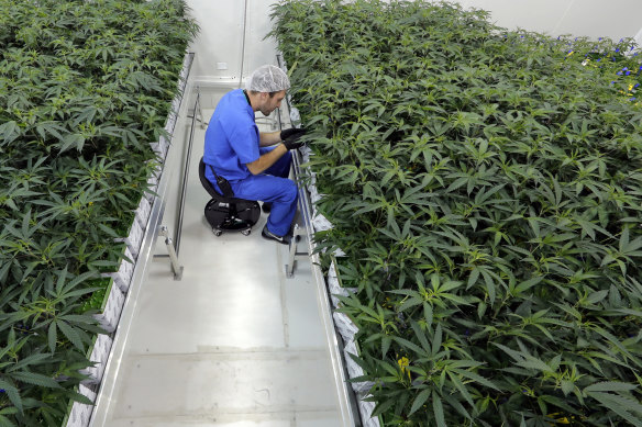 Marijuana plants growing at a facility in Baton Rouge, Louisiana.