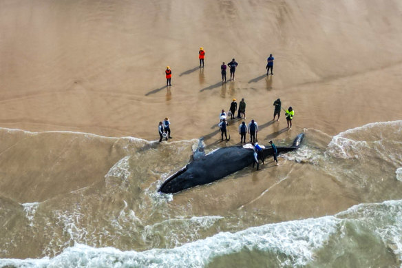 Rescue workers spent all day Saturday trying to save the whale.