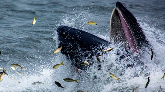 A humpback whale surfaces while lunge feeding on menhaden, a small fish, in the Atlantic. Scientists have discovered a new anatomical structure that allows lunge-feeding whales to take in massive amounts of water without choking.
