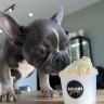 Siconi Gelato offers puppy ice-cream at its shops.