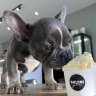 Siconi Gelato offers puppy ice-cream at its shops.