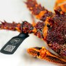 Aussie startup helps our lobsters find their way to Chinese hotels without wet markets