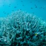 Floods create risk of Great Barrier Reef 'freshwater bleaching'