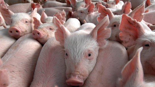 Piggeries in NSW, Victoria and Queensland have been infected with Japanese encephalitis. 