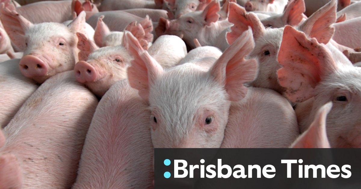 Three in hospital amid fears of Japanese encephalitis spreading from pigs to people - Vimarsana News