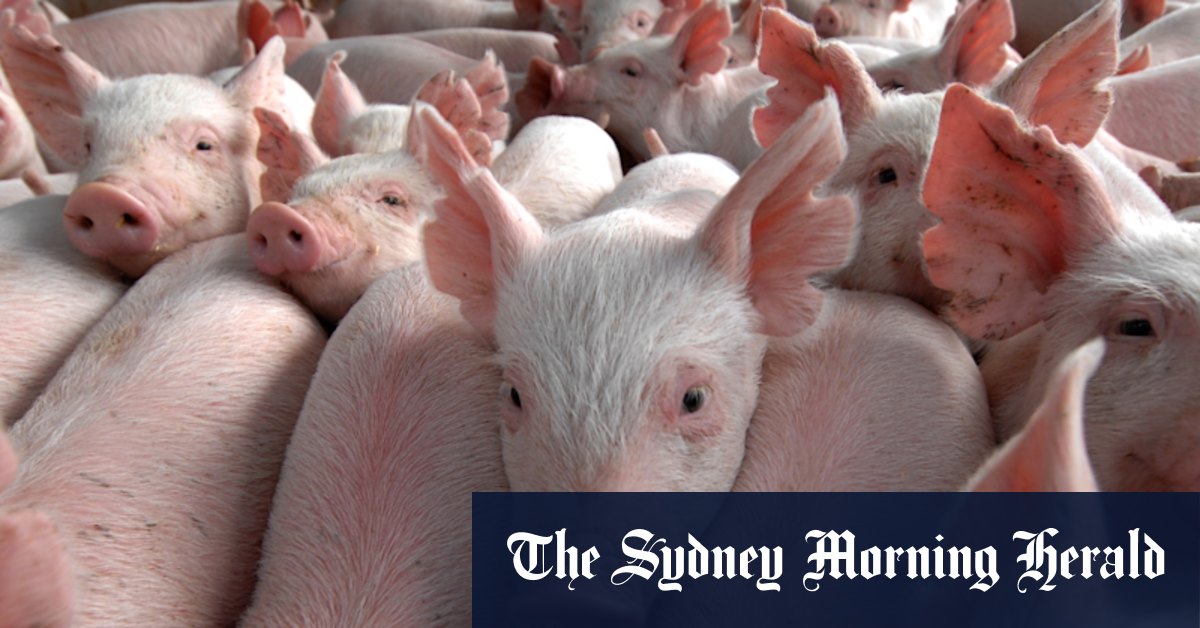 Three in hospital amid fears of Japanese encephalitis spreading from pigs to people - Vimarsana News