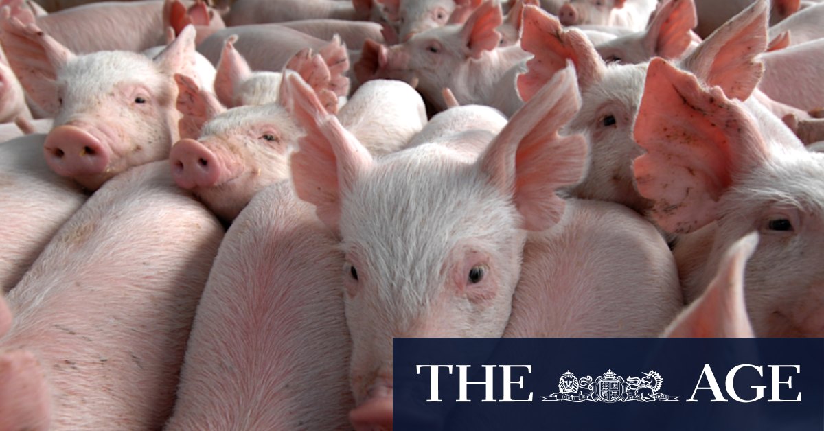 Three in hospital amid fears of Japanese encephalitis spreading from pigs to people - Vimarsana News