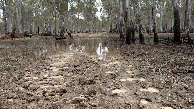 Damage left by horses after a recent flood in the national park.