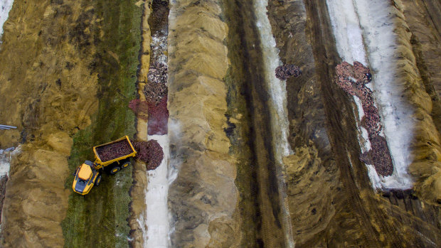 Thousands of culled mink were buried at a military training ground near Holstebro in Denmark. 