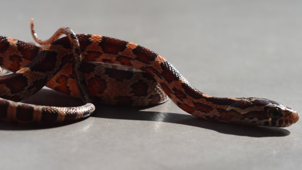A baby corn snake captured in Canberra by Luke Dunn and Emma Carlson of Canberra Snake Rescue & Relocation on Monday night.