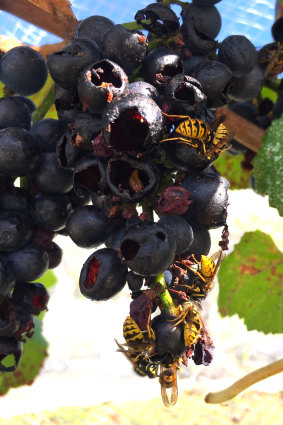 Grapevines in a handful of wineries in East Gippsland have been ruined by European wasps.