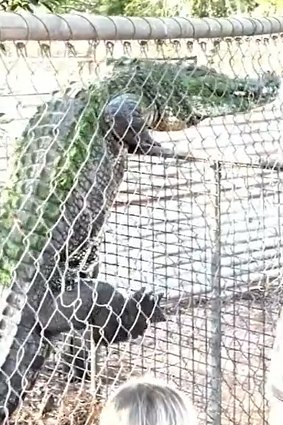An online video showing a curious crocodile climbing a fence at Malcolm Douglas Crocodile Park has gone viral.