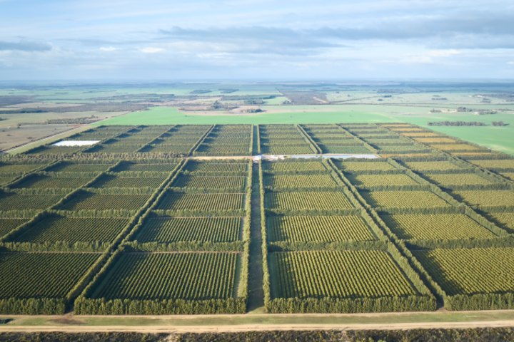 Moora Citrus Orchards include 213ha of citrus orchards.