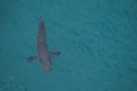 A large shark filmed swimming nearby Kingscliff in northern NSW on June 7, soon after a surfer died following a shark bite. The region does not have nets at any time of the year.