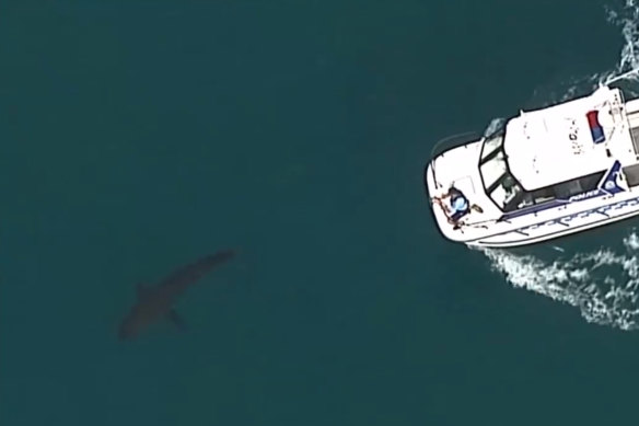 A large shark was filmed swimming nearby following the incident. 
