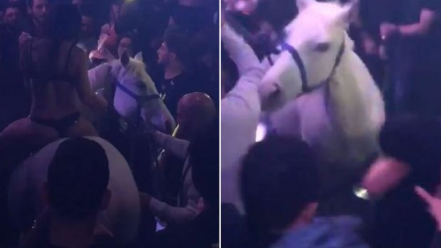 Authorities have damned a stunt involving a horse being ridden ridden into a bar in Miami.