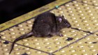 A rat crosses a subway platform in New York’s Times Square.