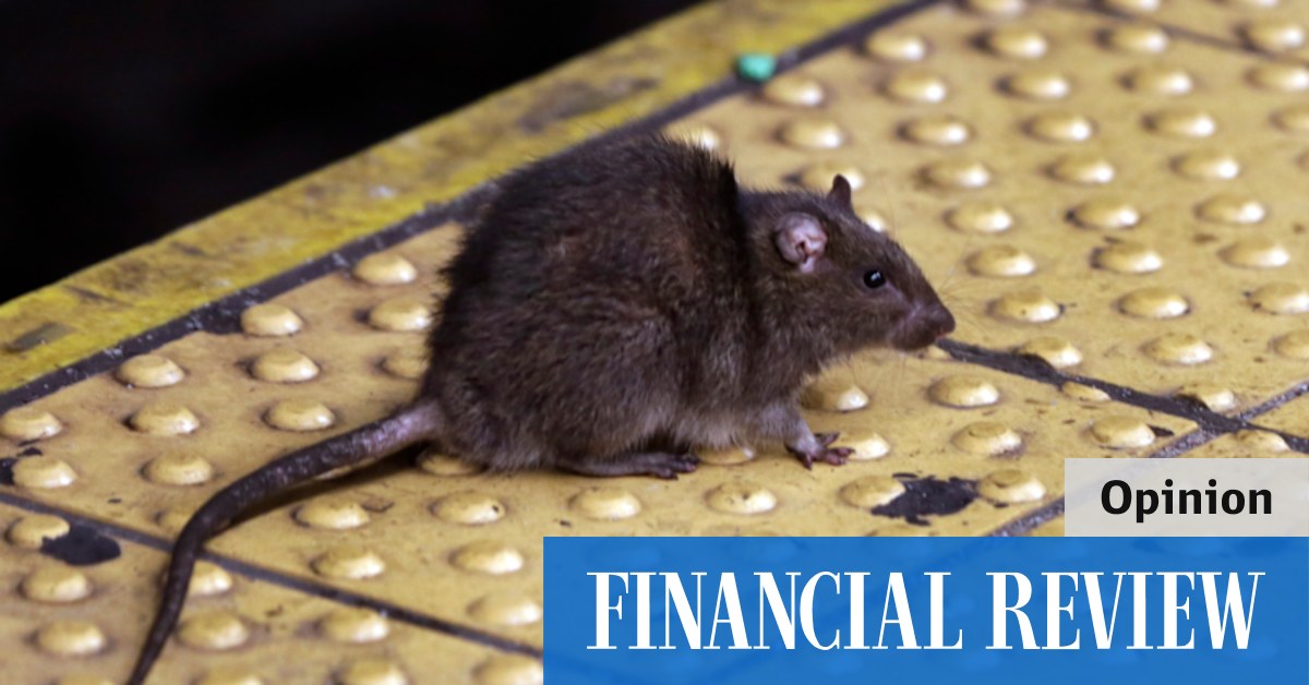 How do you stop a rat that can chew through concrete?