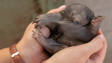 Highlight Of My Career Taronga Zoo Celebrates Birth Of New Baby