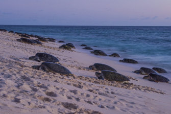 Green sea turtles make their way up a Queensland beach to nest and lay eggs. 