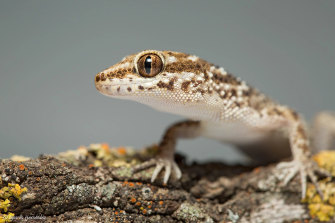 One in five reptiles species are facing extinction with logging, climate change and pests the main source of threat.