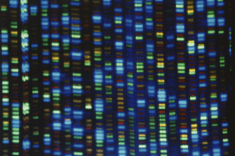 This image made available by the National Human Genome Research Institute shows the output from a DNA sequencer.