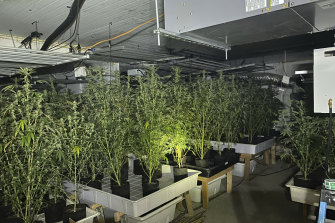 A building housing thousands of illegal marijuana plants in Redlands, California. In November, authorities found more than 11,000 illegal plants after one of the buildings caught fire.