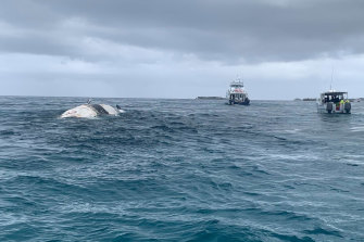 Fisheries officers and the DBCA tow a whale carcass out to sea near Rottnest Island. 