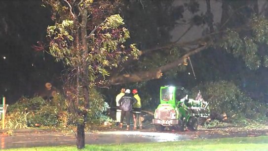 Emergency crews clean up after a tree fell on Whitfords Avenue overnight.