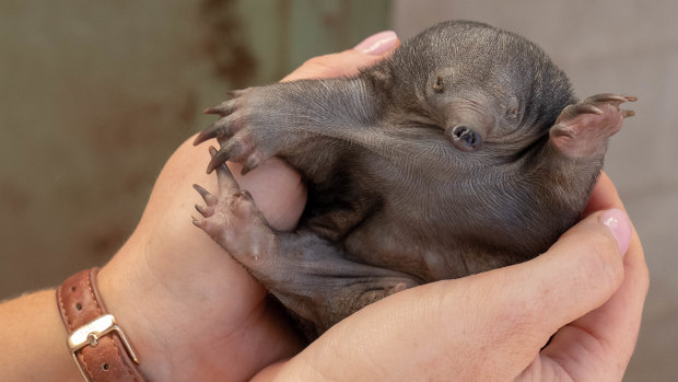 A three-month-old puggle fits in the palm of zookeeper Imogen Palmer's hand.