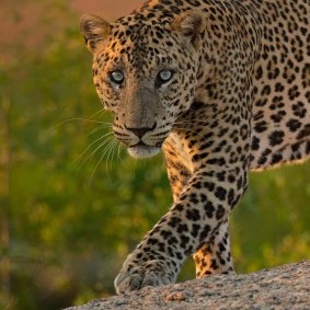 A leopard in the wild.