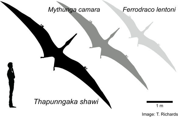 Thapunngaka shawi had a seven metre wingspan, and was larger but possibly related to two other Australian pterosaur species.